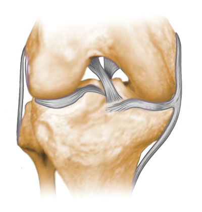 Normal Knee Ligaments